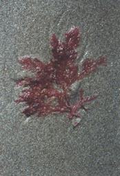 RedAlgaeBeach