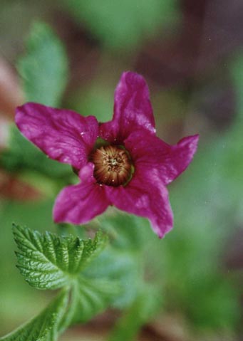 Salmonberry