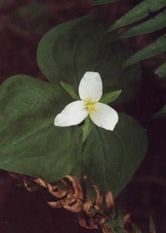 Trillium