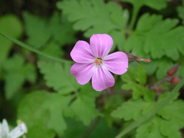 wildgeranium1