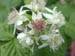 BRaspflower
