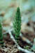 Horsetail
