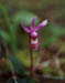 Orchid