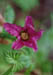 Salmonberry