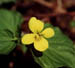 WoodViolet