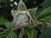 raspflower