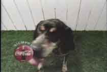 Coca-Cola Dog Commercial