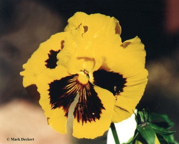 Flower33