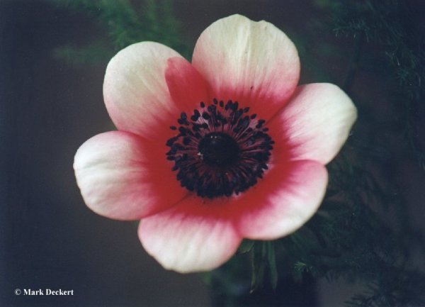 Flower34