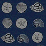 shell collection