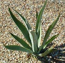 Agave