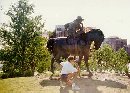 Paolo & horse
