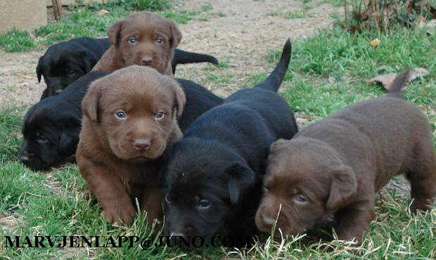 Click here for puppy page