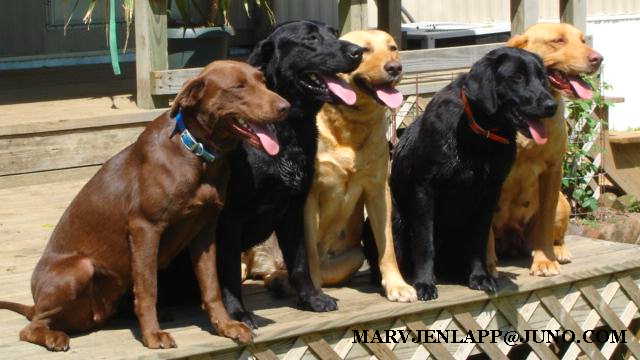 Click here to view more dog pictures