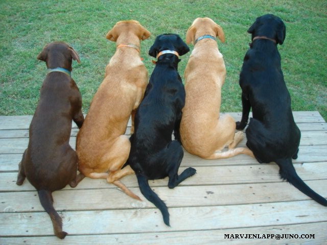 Annie, Drake, Izzie, Bridget and Dixie