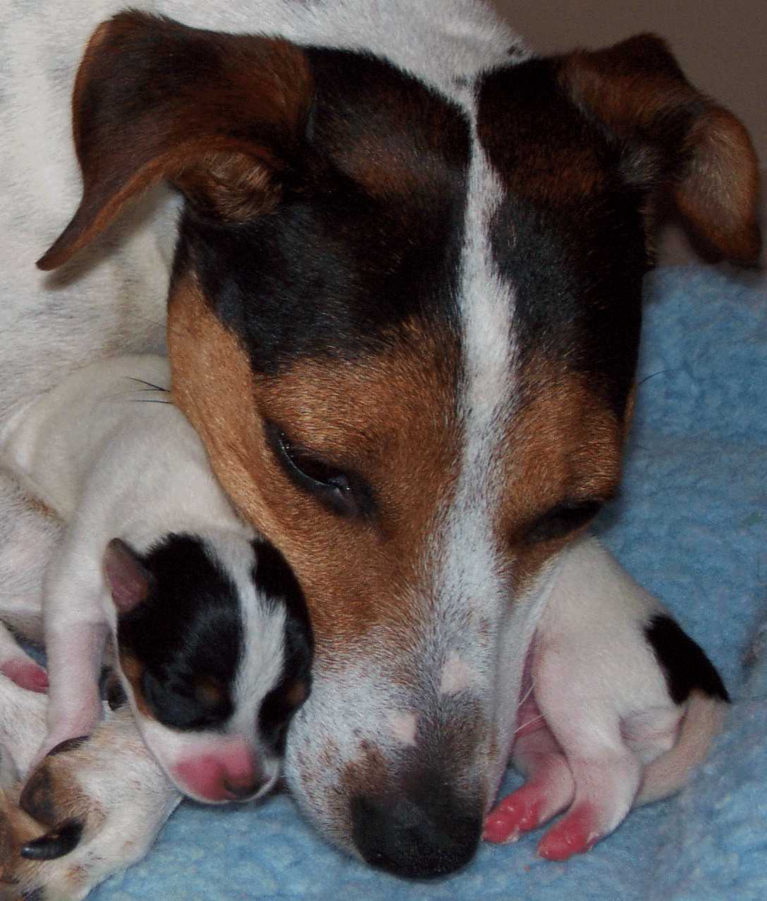 Crash & Pups