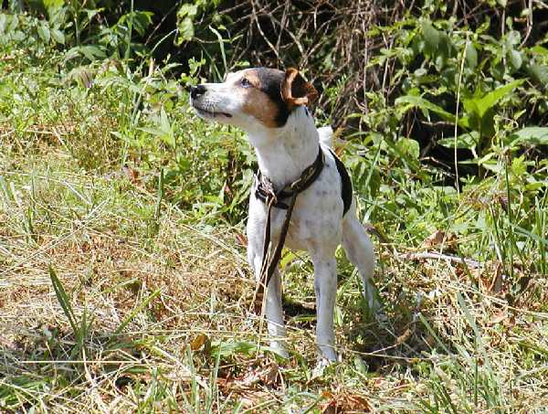 crash sniffing the air!