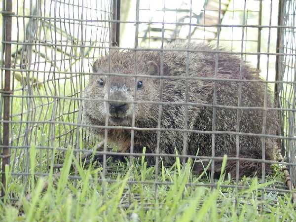mad groundhog
