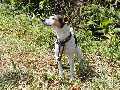 crash sniffing the wind