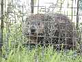 mad groundhog