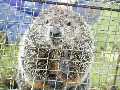 even madder groundhog