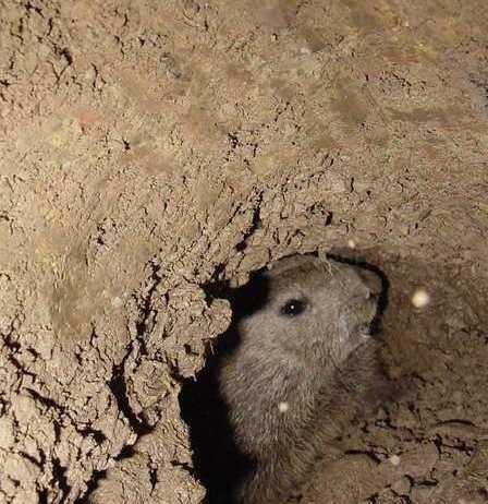 donnie's nhc groundhog