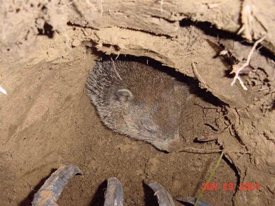 hoggly woggly sticking his head out