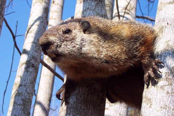 hog hunting in a tree??