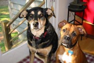 Sarah's Dogs