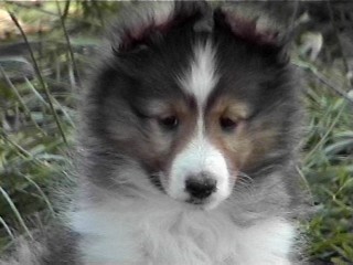 puppy