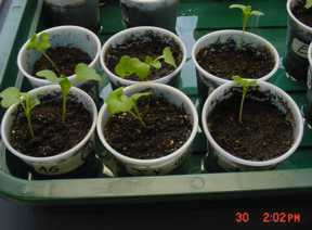 Brassica