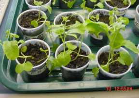 Brassica