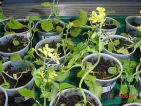 Brassica