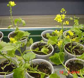 Brassica