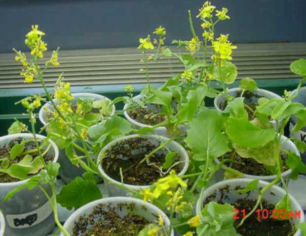 Brassica