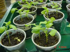 Brassica