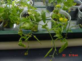 Brassica