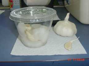 garlic