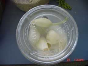 Garlic