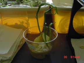 Garlic