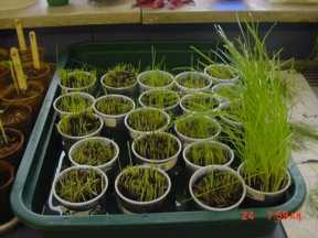 Lawn