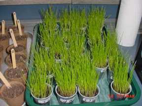 grass