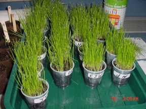 grass