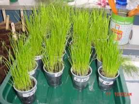 grass