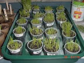 grass