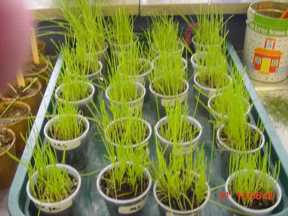 grass