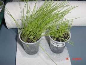 grass