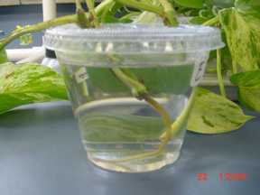 Pothos