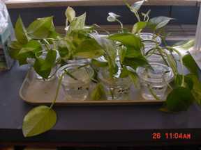 pothos