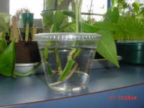 pothos